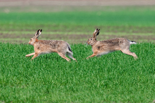 奔跑的棕色野兔图片下载