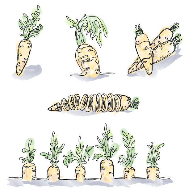 设置与胡萝卜的彩色图像在极简主义风格和画在水彩效果图片下载