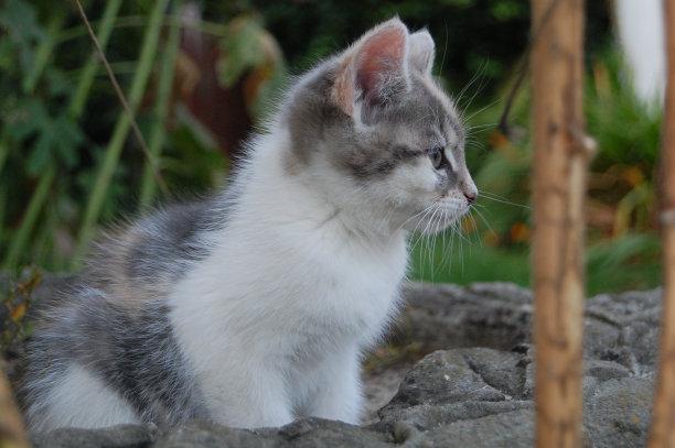 一只美丽的小猫坐着的照片。图片下载