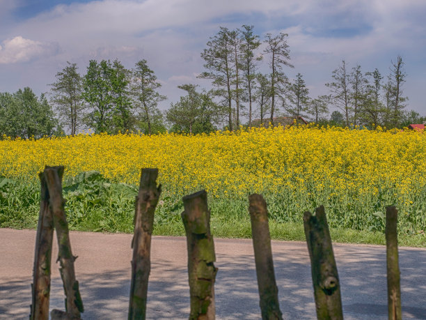 木栅栏上，一片片黄色的油菜籽花图片下载