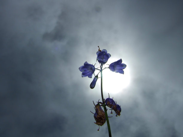 'rindou' 龙胆紫罗兰花图片下载