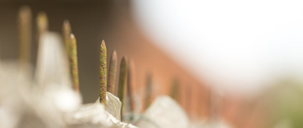 近距离的图片，一个生锈的钉子在墙上图片下载