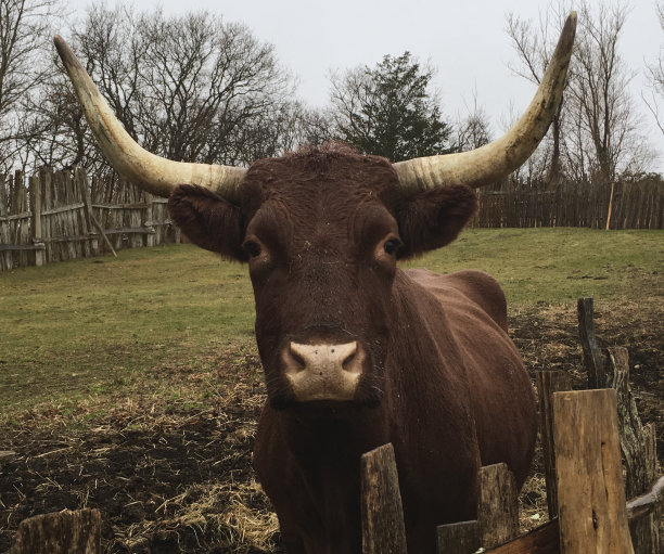 有角的德文奶牛图片下载