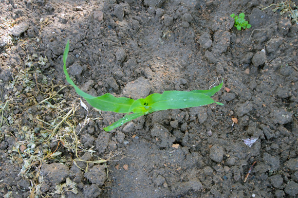年轻的玉米植株。图片下载