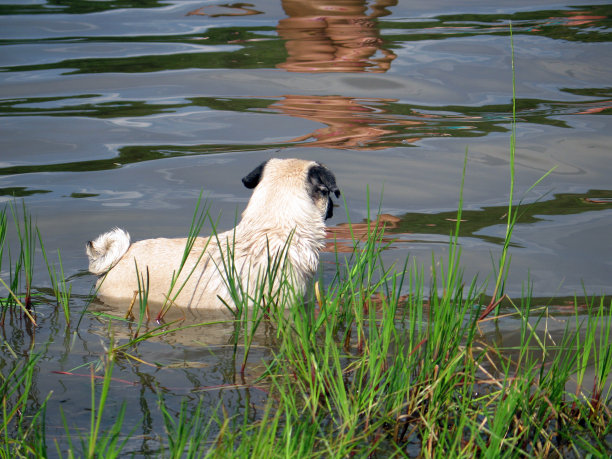 小哈巴狗站在水里图片下载