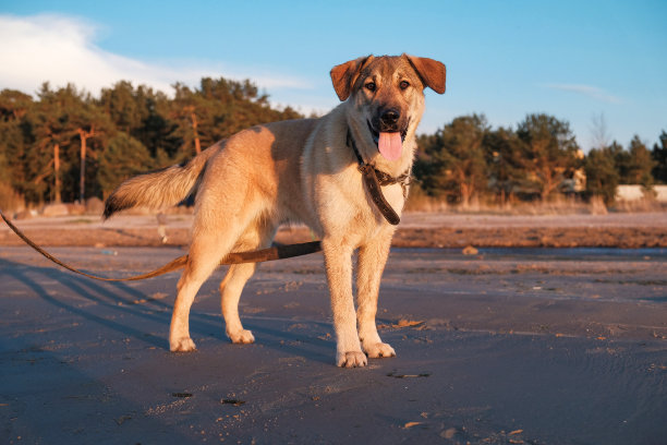 小狗金毛寻回在日落的海上有趣的图片图片下载