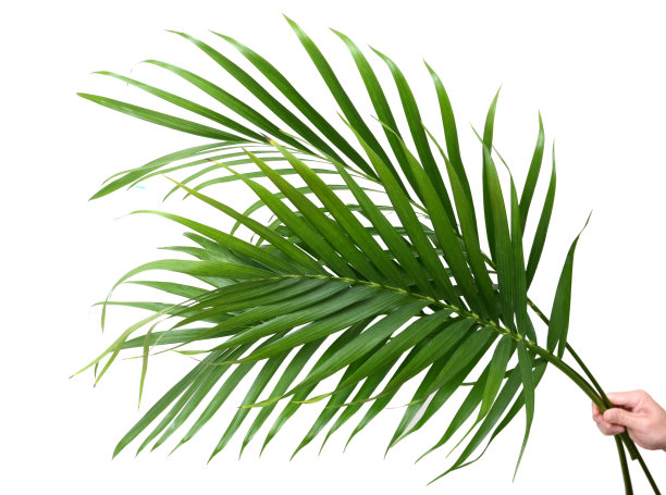 棕榈树叶图片下载