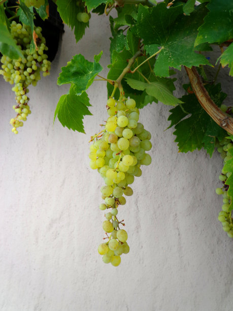 葡萄挂在枝头，成熟的果实图片下载