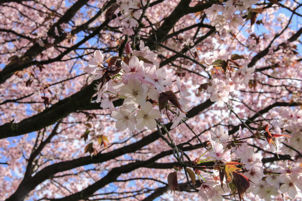 樱花图片下载