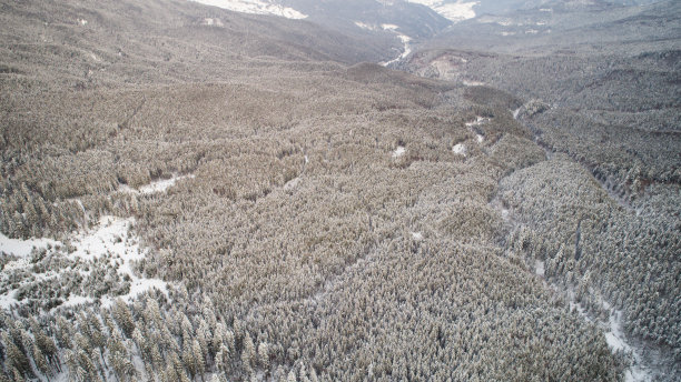 鸟瞰图在积雪的冬天森林图片下载