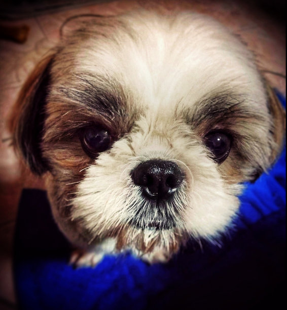 这只小狗真可爱。图片下载