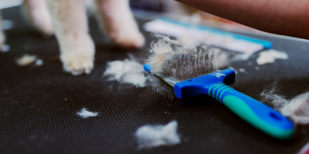 桌子上剪下的狗毛图片。狗狗美容院。图片下载