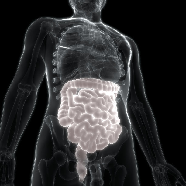 人体消化系统大小肠解剖图片下载