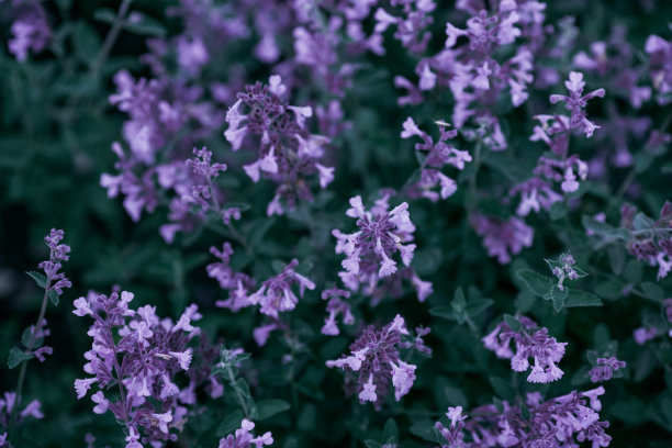 紫色的薄荷花，绿叶图片下载