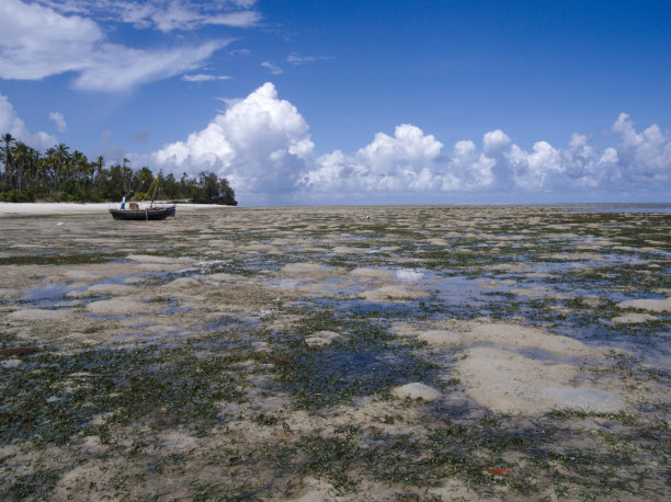 坦桑尼亚黑手党岛海岸的退潮图片下载