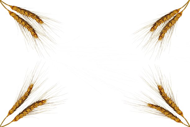 在白色背景上分离的干大麦或小麦图片下载