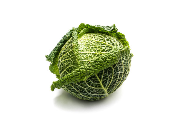 孤立在白色背景上的萨伏伊卷心菜图片下载