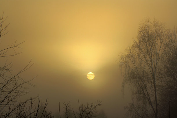 早晨的天空有雾，太阳和树木图片下载