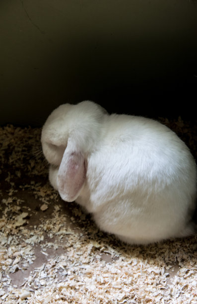 兔子在阴凉处图片下载