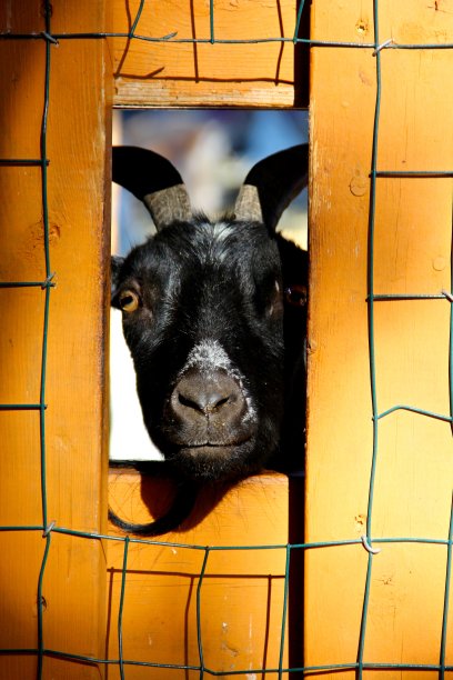 黑山羊从洞里探出头来图片下载