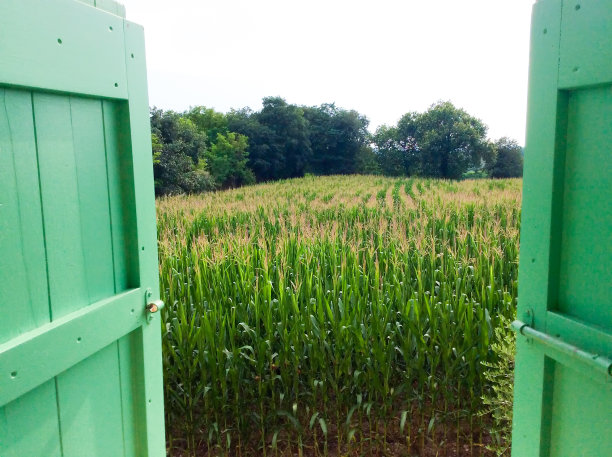 意大利伦巴第:日落时分的玉米地(特写)图片下载