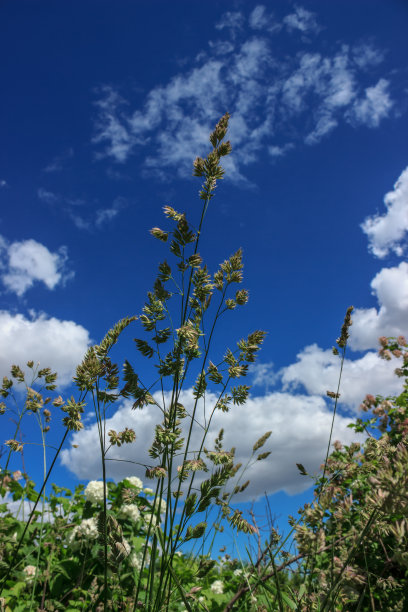 夏日蔚蓝无云的天空。图片下载