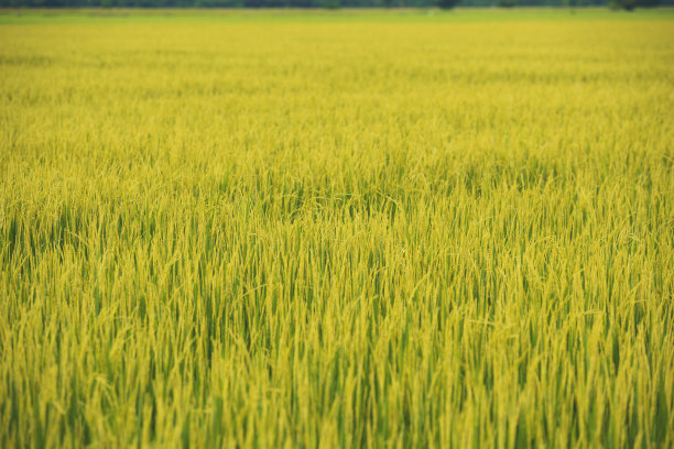 泰国的绿色成熟梯田图片下载