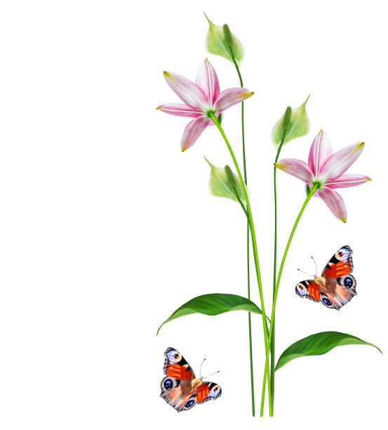 白底花图片下载