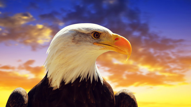 秃鹰（哈利图斯·卢科塞帕卢斯）在日落。图片下载