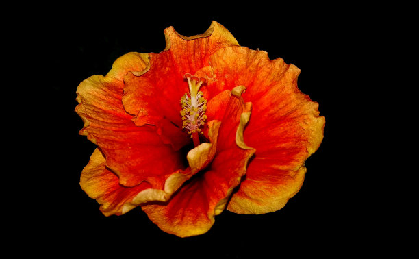 夏威夷芙蓉图片下载