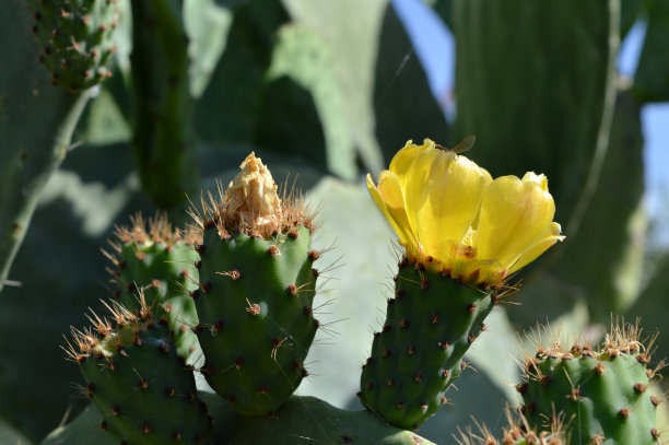 特写仙人掌花，自然，宏观图片下载