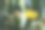 特写仙人掌花，自然，宏观图片下载