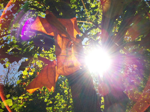 丰富多彩的秋叶图片下载