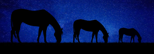 晚上吃草的马。抽象。图片下载