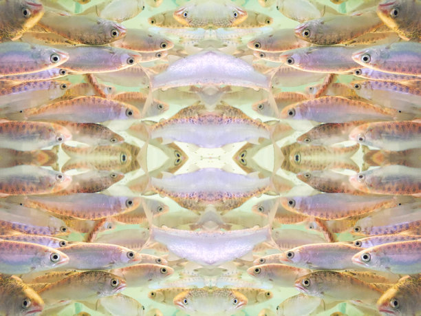 鱼类的种类图片下载