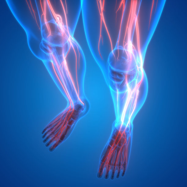 人体骨骼系统解剖学图片下载