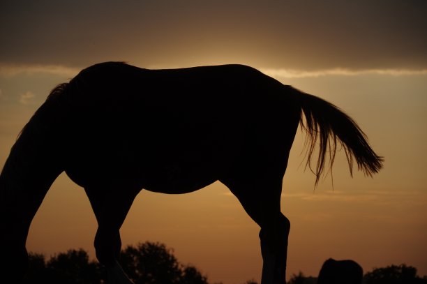 马在轮廓图片下载