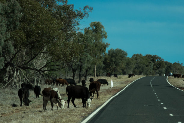 干旱期间，澳大利亚的牛在高速公路上吃草图片下载