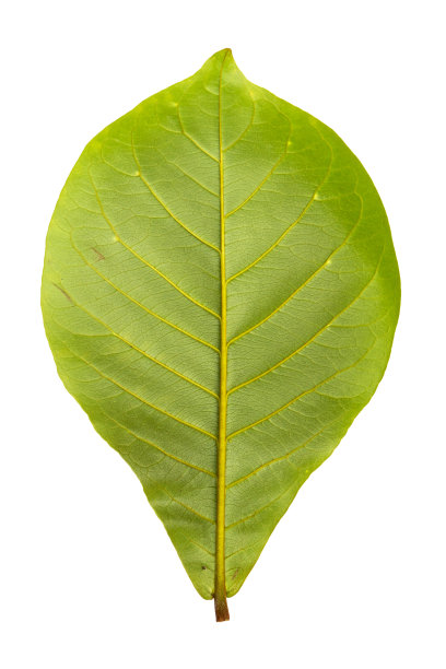 Indian-almond离开图片下载