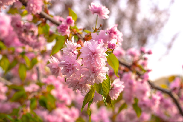 春花的温柔图片下载