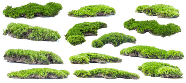 白色背景上孤立的绿色苔藓。图片下载