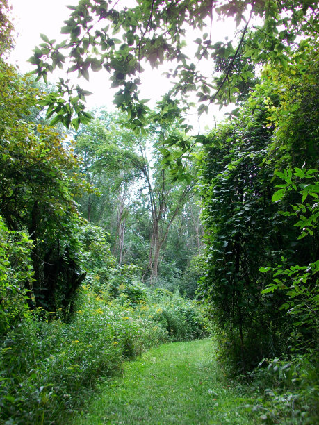 绿色的花园小径图片下载