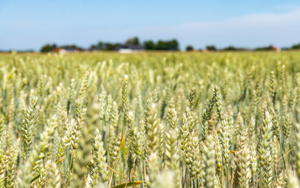 成熟的麦田。早期的绿色小麦。风景如画的田园景观。股票的照片。图片下载