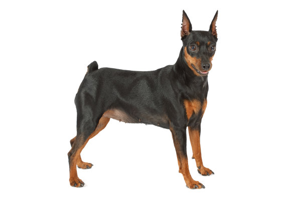 迷你品舍犬孤立在白色背景图片下载