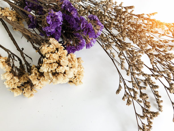 一组干花作为背景，复古和艺术的基调。图片下载