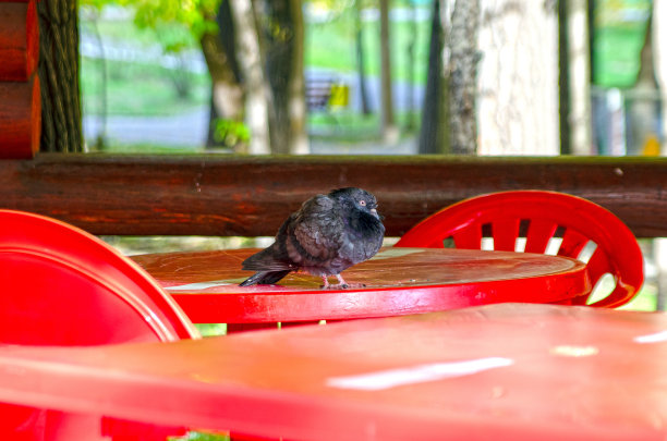 一只鸽子坐在夏日露天咖啡馆的桌子上图片下载