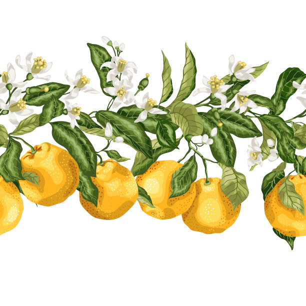 柑桔类果树的花朵和果实在向量图形优雅的风格无缝图案线图片下载