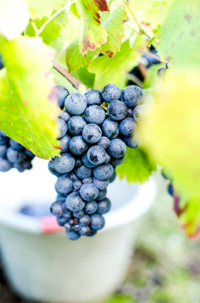 果园里的一串串成熟的葡萄素材图片