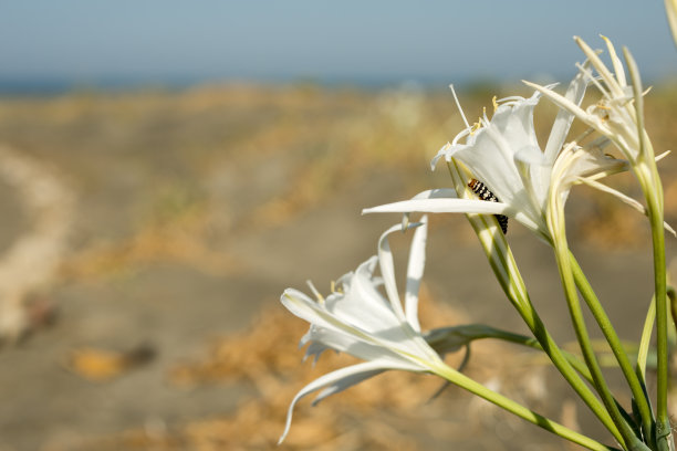 水仙花上的毛虫图片下载