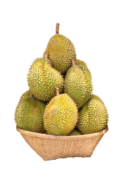 双语中文英语水果之王，榴莲果实金黄色，果肉柔软，白色背景，图片下载